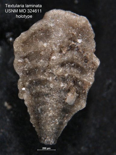 Textularia laminata Cushman, 1918