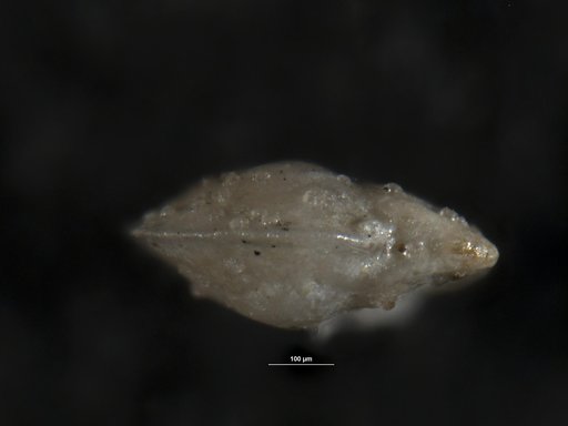 Robulus nobilitatus Israelsky, 1955