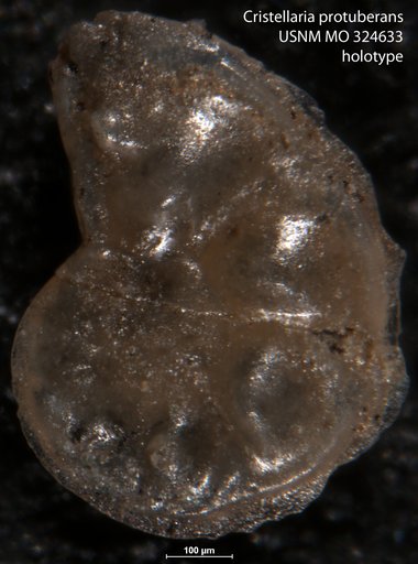 Cristellaria protuberans Cushman, 1918