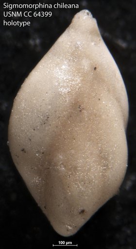 Sigmomorphina chileana Todd & Kniker, 1952
