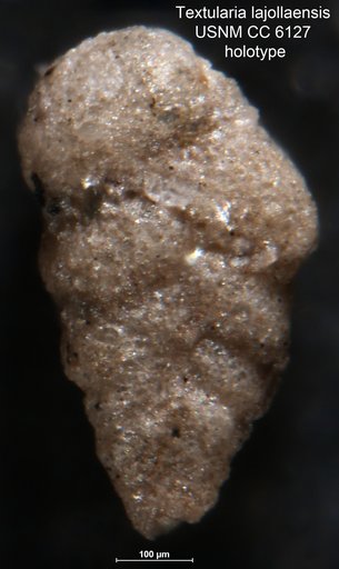 Textularia lajollaensis Lalicker, 1935