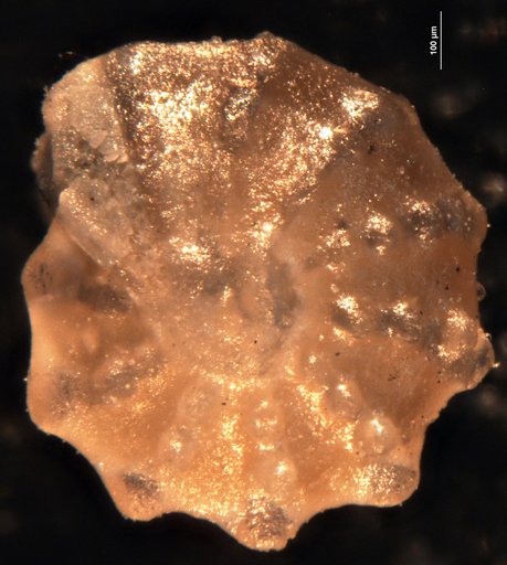 Robulus dominicanus Bermúdez, 1949