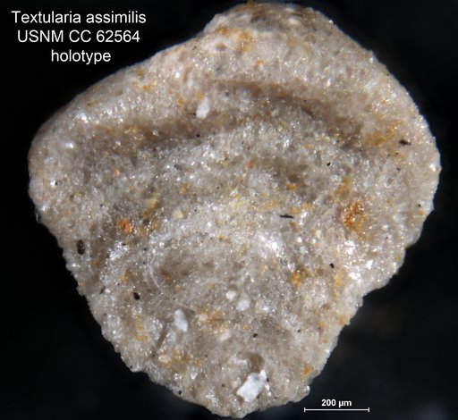 Textularia assimilis Bermúdez, 1949