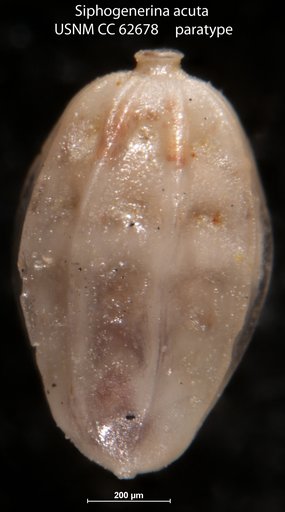 Siphogenerina acuta Bermudez, 1949