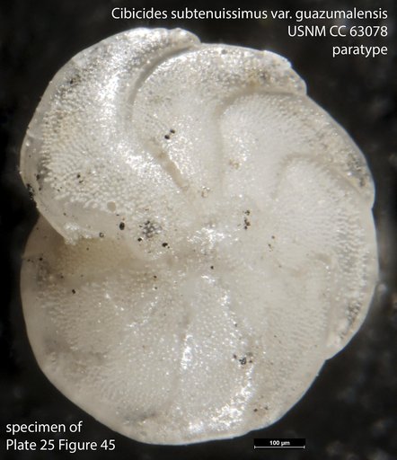 Cibicides subtenuissimus var. guazumalensis Bermudez, 1949