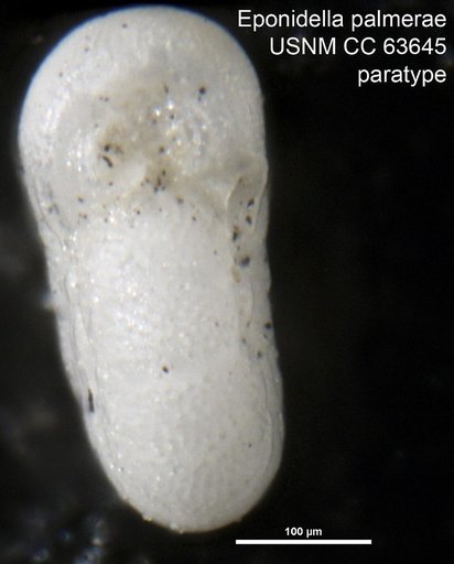 Eponidella palmerae Bermúdez, 1949