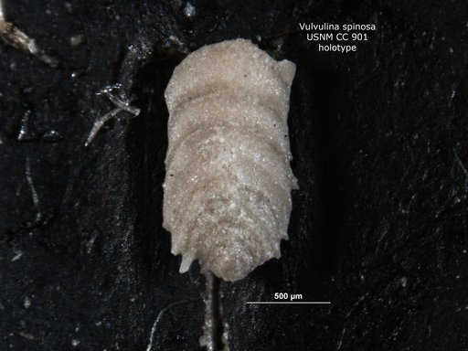 Vulvulina spinosa Cushman, 1927