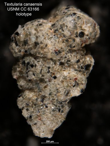 Textularia canaensis Bermúdez, 1949