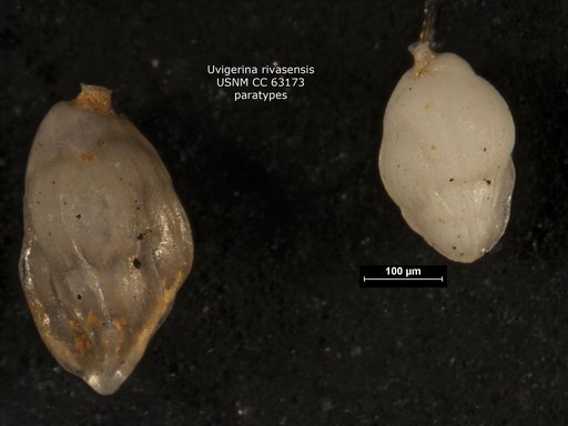 Uvigerina rivasensis Bermúdez, 1949