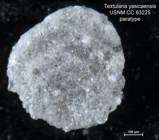 Textularia yasicaensis Bermúdez, 1949