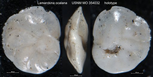 Lamarckina ocalana Cushman, 1926