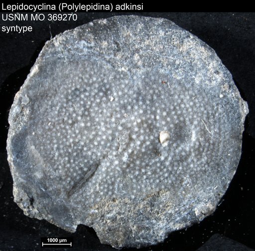 Lepidocyclina (Polylepidina) adkinsi Vaughan, 1924