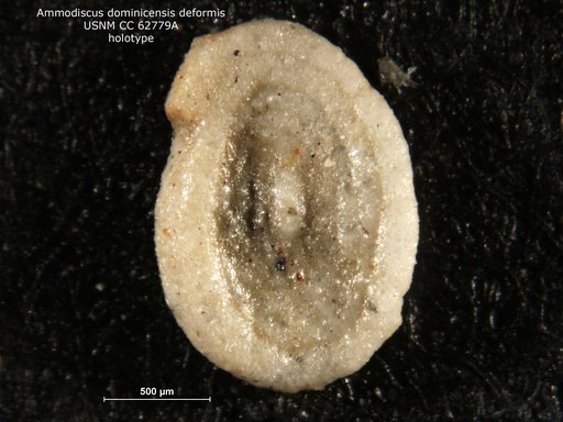 Ammodiscus dominicensis var. deformis Bermudez, 1949
