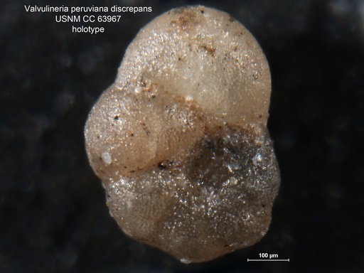 Valvulineria peruviana var. discrepans Cushman & Stainforth, 1951