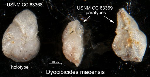 Dyocibicides maoensis Bermúdez, 1949