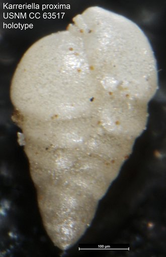 Karreriella proxima Bermudez, 1949