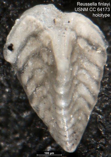 Reussella finlayi Dorreen, 1948