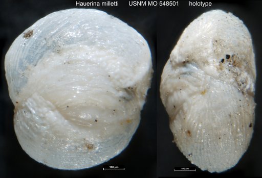 Hauerina milletti Cushman, 1954