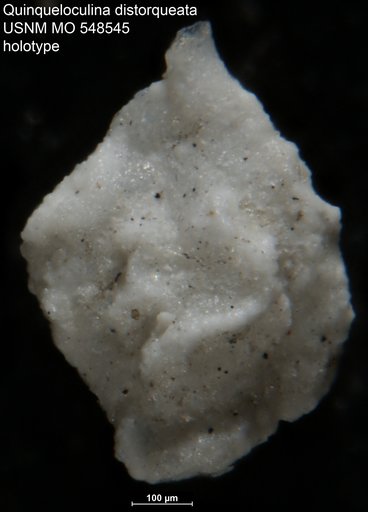 Quinqueloculina distorqueata Cushman, 1954