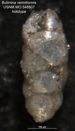 Bulimina vermiformis Todd, 1953