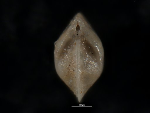 Robulus requietus Israelsky, 1955