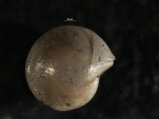 Robulus inhabilis Israelsky, 1955