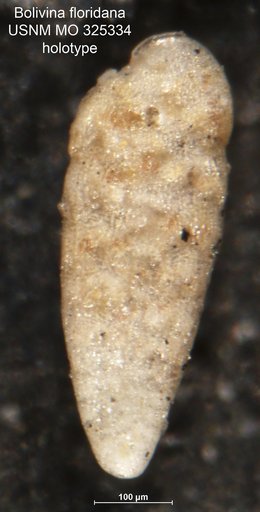 Bolivina floridana Cushman, 1918