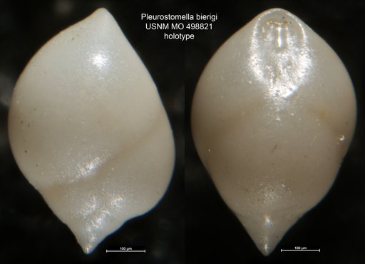Pleurostomella bierigi Palmer & Bermudez, 1936