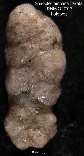 Spiroplectammina clavata Cushman & Waters, 1927