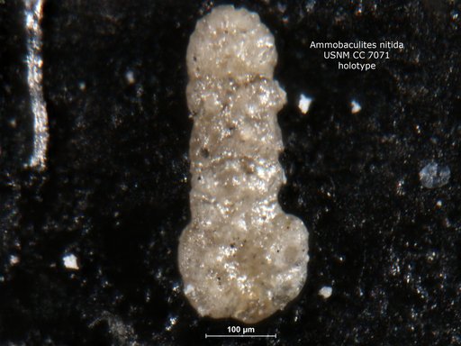 Ammobaculites nitida Waters, 1928