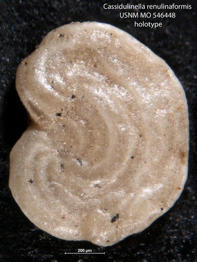 Cassidulinella renulinaformis Natland, 1940