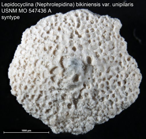 Lepidocyclina (Nephrolepidina) bikiniensis var. unipilaris Cole, 1954