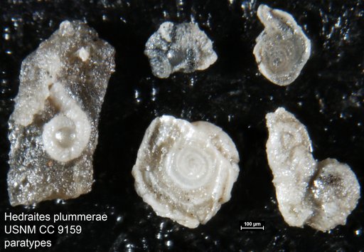 Hedraites plummerae Henbest, 1963