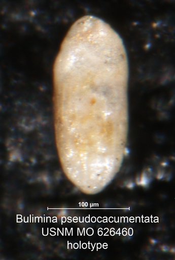 Bulimina pseudocacumenata Olsson, 1960