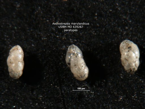 Aeolostreptis marylandicus Nogan, 1964