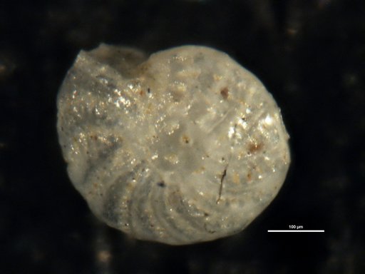 Elphidium formosum Todd, 1957