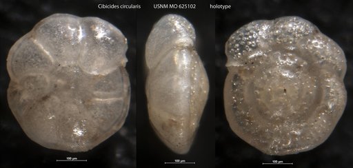 Cibicides circularis LeRoy, 1964