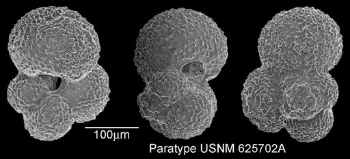 Globigerina praebulloides Blow, 1959