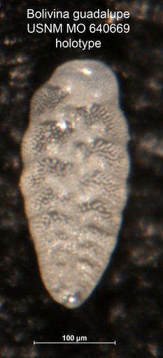 Bolivina guadalupae Parker, 1964
