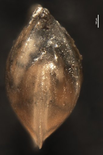 Robulus becki Rau, 1951