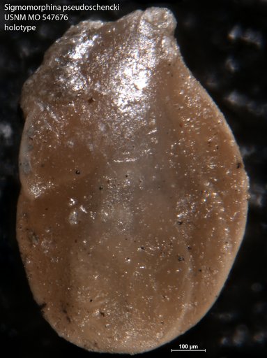 Sigmomorphina pseudoschencki Rau, 1951