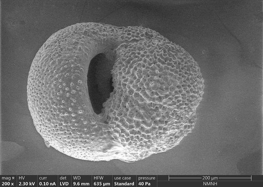 Globigerina antillensis Bermudez, 1961