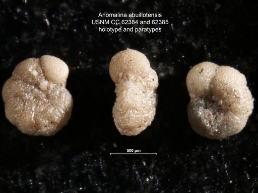 Anomalina abuillotensis Bermudez, 1949