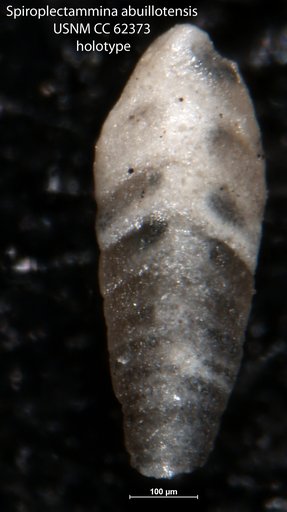 Spiroplectammina abuillotensis Bermúdez, 1949
