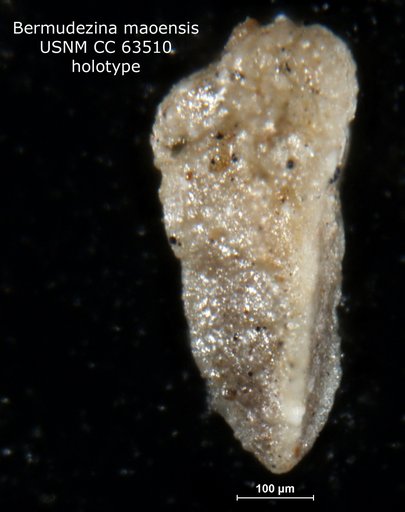 Bermudezina maoensis Bermúdez, 1949