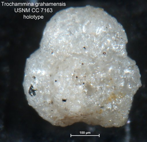 Trochammina grahamensis Cushman & Waters, 1930