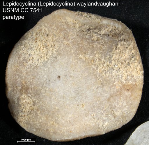 Lepidocyclina (Lepidocyclina) waylandvaughani Cole, 1928