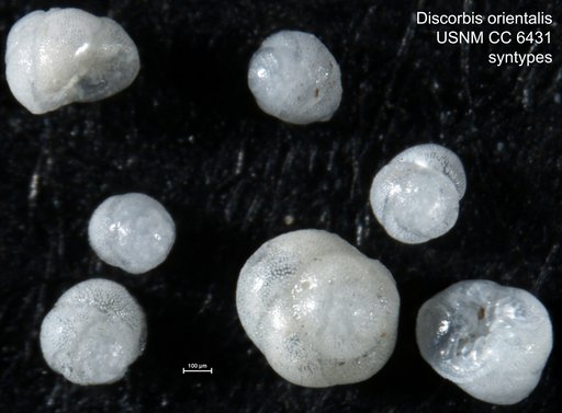 Discorbis orientalis Cushman, 1925