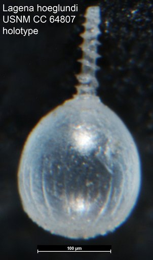 Lagena hoeglundi Todd & Brönnimann, 1957