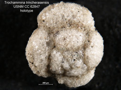 Trochammina trincherasensis Bermudez, 1949